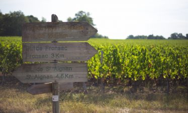 Walks in Bordeaux vineyards