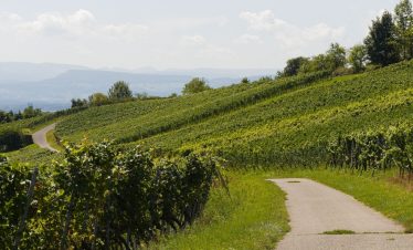 Hire bikes and cycle through vineyards of Burgundy