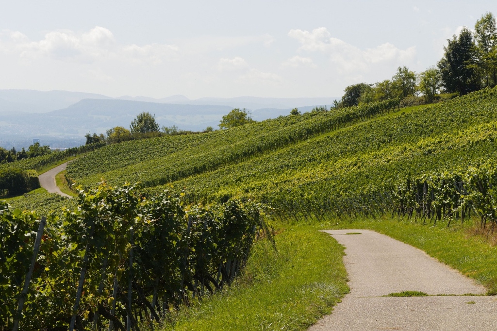 Hire bikes and cycle through vineyards of Burgundy