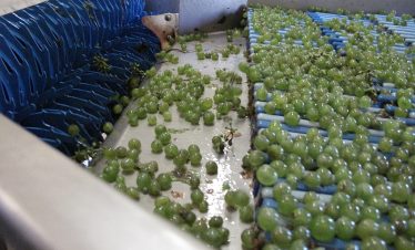 Crushing grapes for wine making