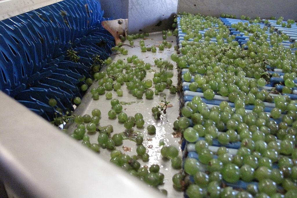 Crushing grapes for wine making