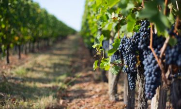 Grapes in Fronsac vineyard