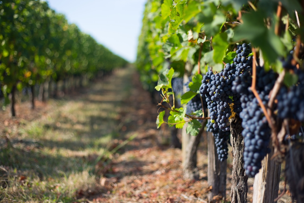 Grapes in Fronsac vineyard