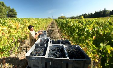 Grape harvest in Limoux vineyards