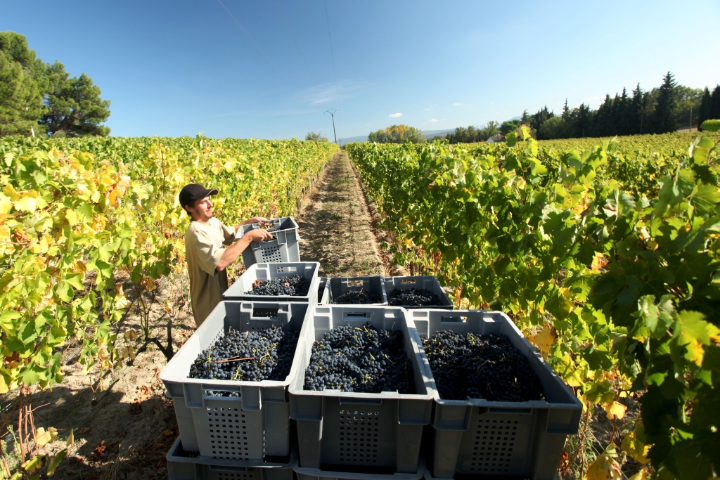 Grape harvest in Limoux vineyards