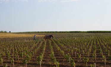 Horse working in the vineyards