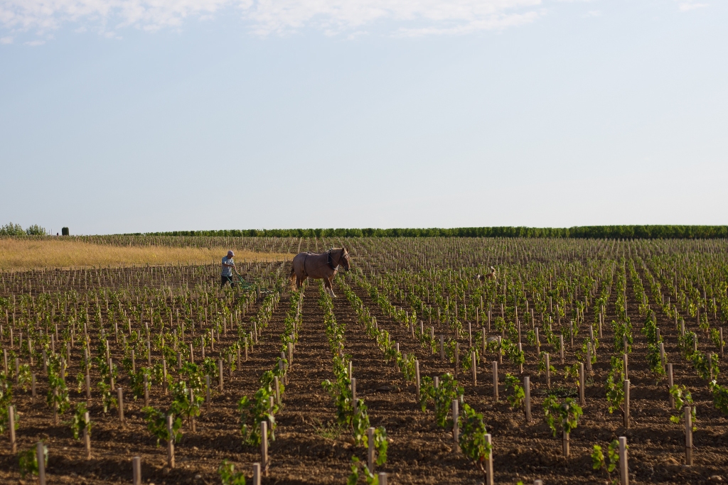 Horse working in the vineyards