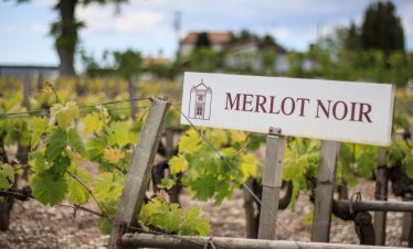Merlot vineyards Bordeaux
