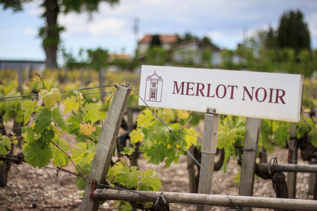 Merlot vineyards Bordeaux