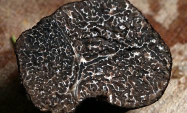 Black truffles or le diamant noir from Provence