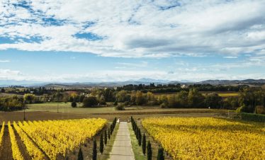Limoux vineyards in autumn