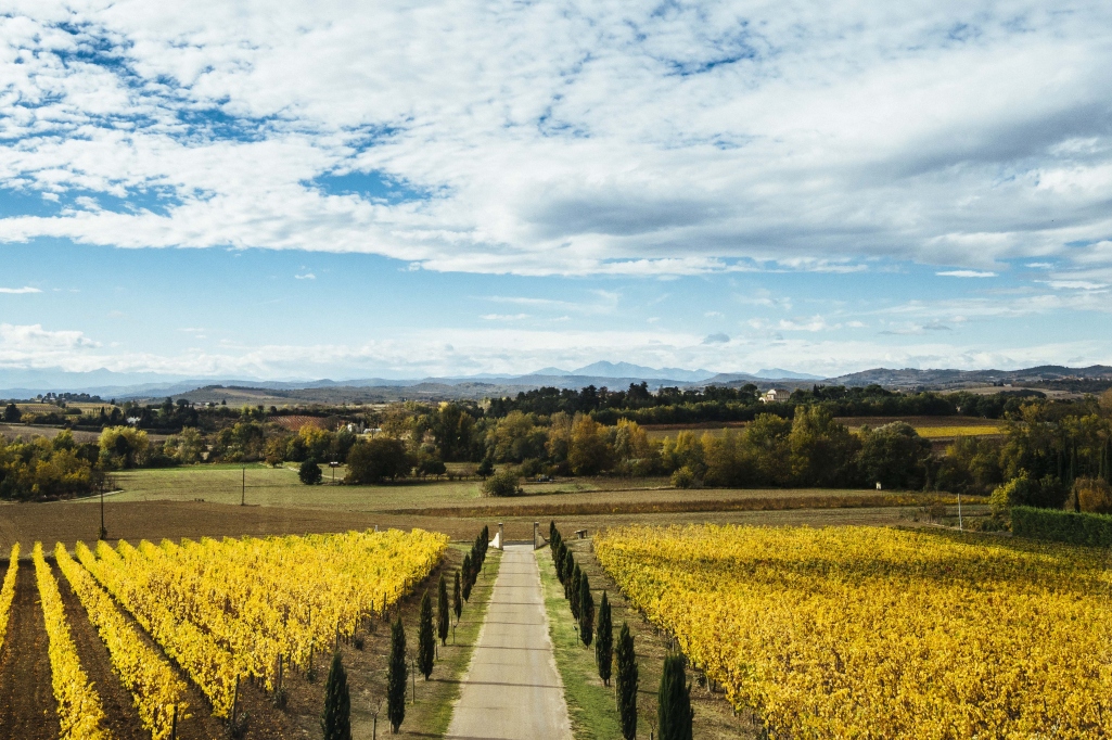 Limoux vineyards in autumn