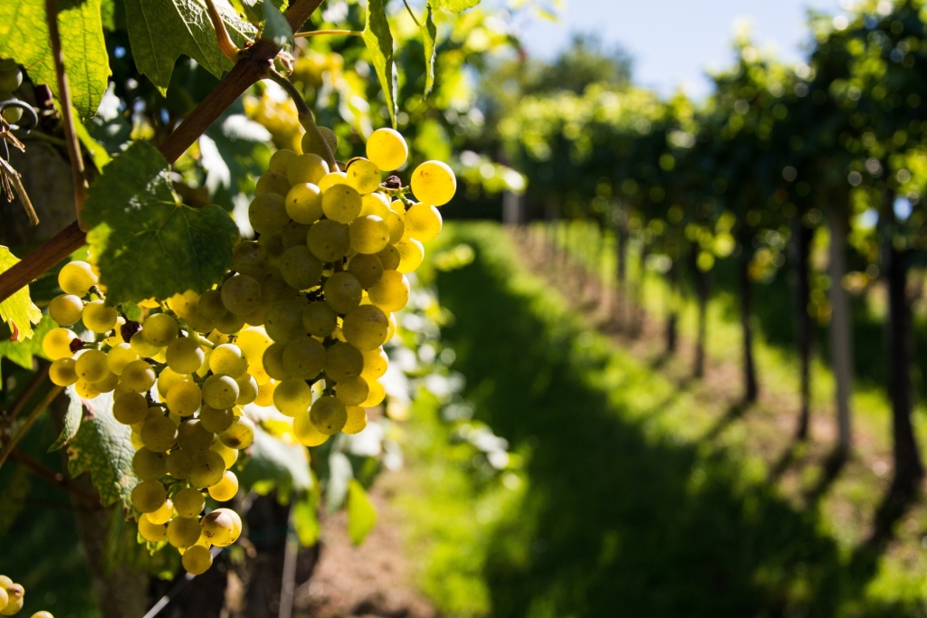 grapes on the vine in French vineyard