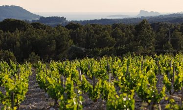 Bandol vineyards