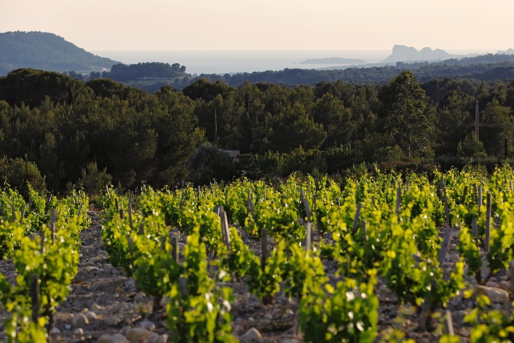 Bandol vineyards