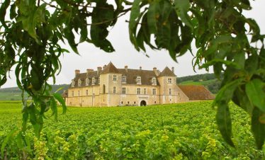 Visit vineyard estates in Burgundy