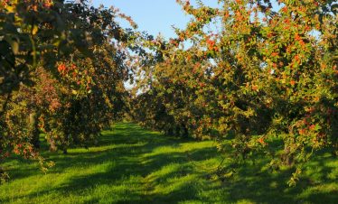 Apples orchards Domaine Dupont