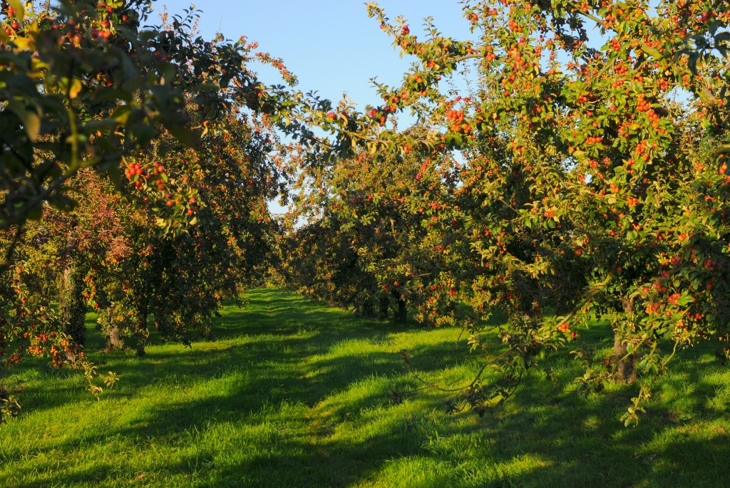 Apples orchards Domaine Dupont