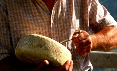 Testing ewes milk cheese