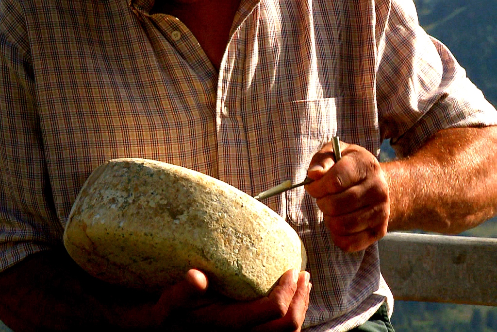 Testing ewes milk cheese