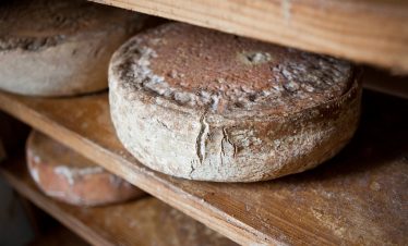 Ewes milk cheese maturing