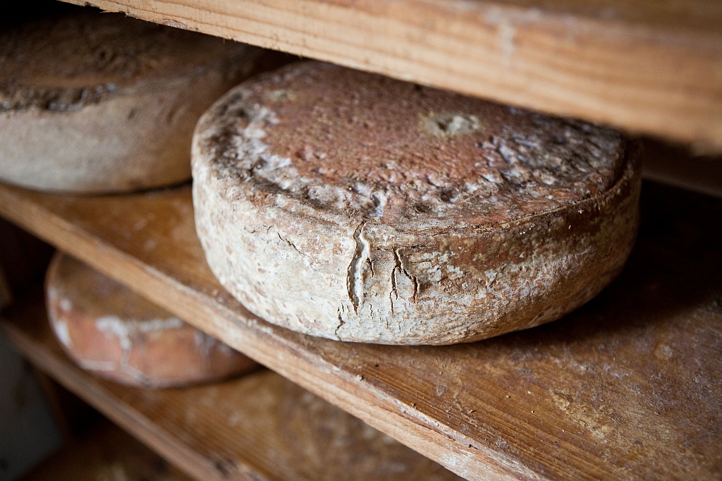 Ewes milk cheese maturing