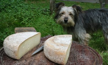 Ewes milk cheese and shepherds dog