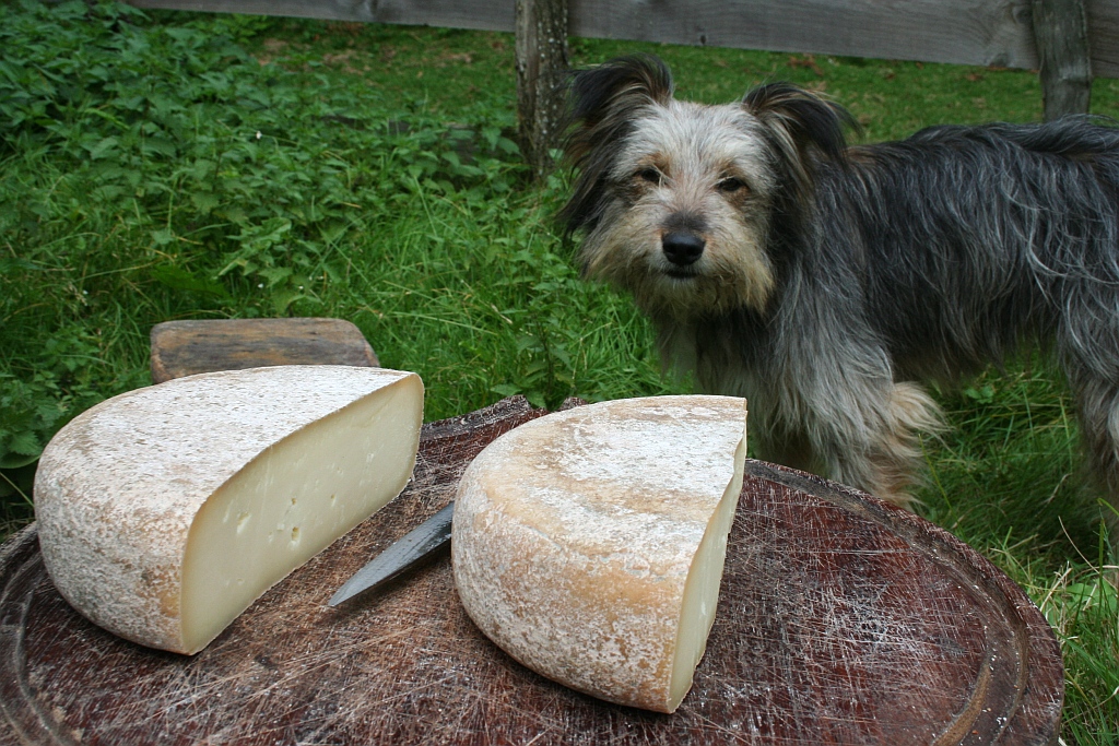 Ewes milk cheese and shepherds dog