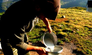 Ewes milk ready for cheese making