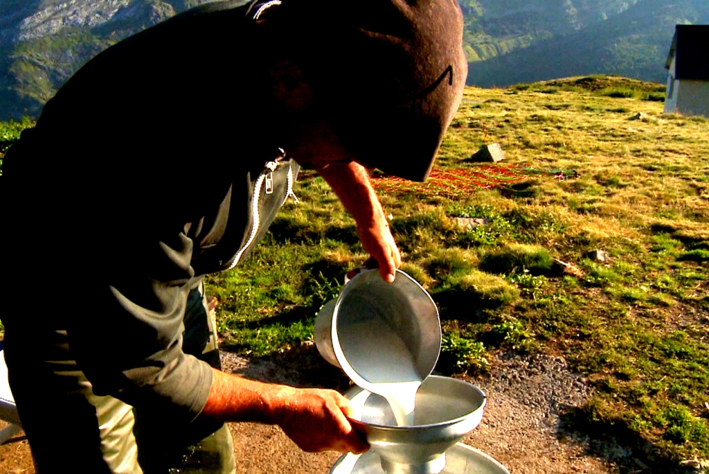 Ewes milk ready for cheese making