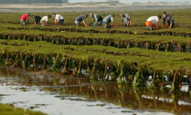 Oyster beds at Isigny