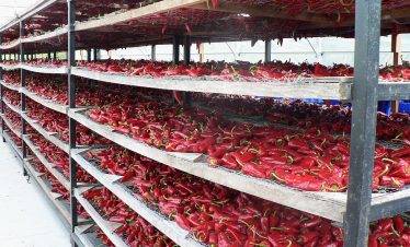 Espelette chillis drying