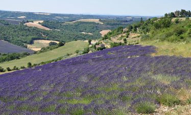 Lavender in the Verdon area
