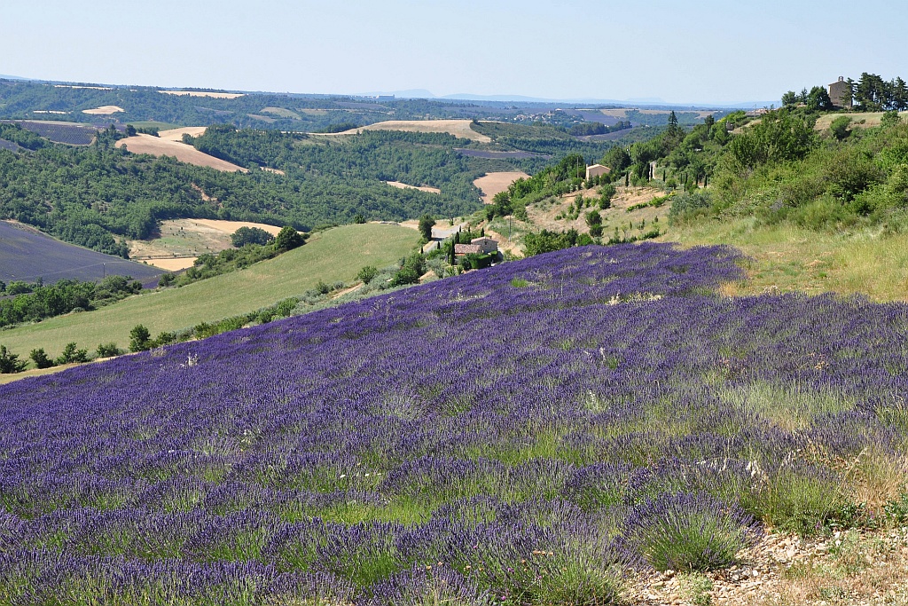 Lavender in the Verdon area