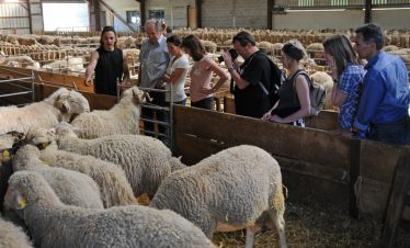 Visit to sheep farm producing cheese