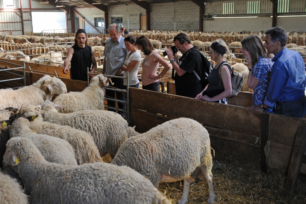 Visit to sheep farm producing cheese