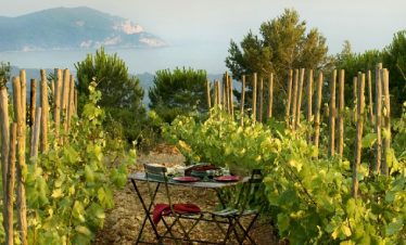 Picnic amidst Bandol vineyards