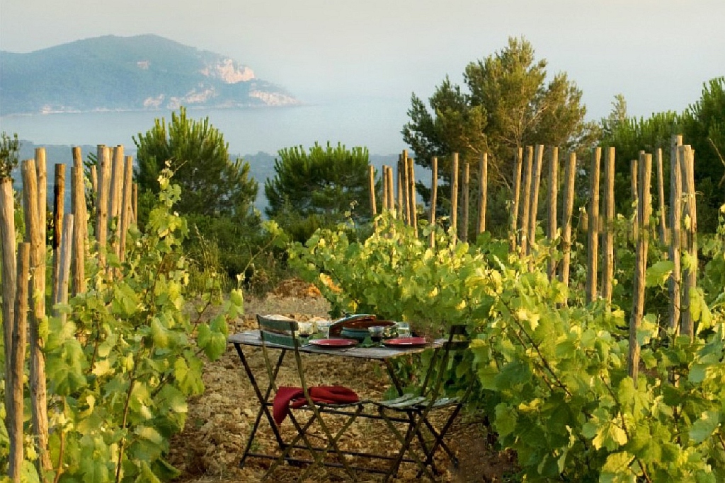Picnic amidst Bandol vineyards