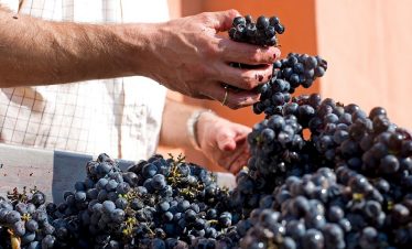 Processing grapes