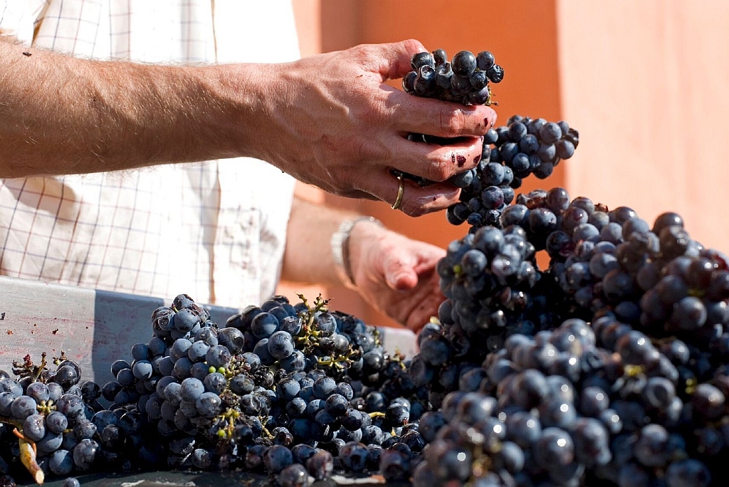 Processing grapes