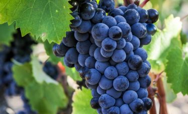 Mourvedre grapes