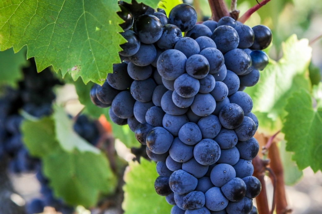 Mourvedre grapes