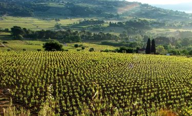 Vineyards of Bandol
