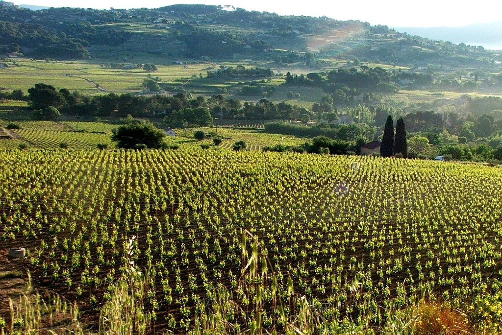 Vineyards of Bandol