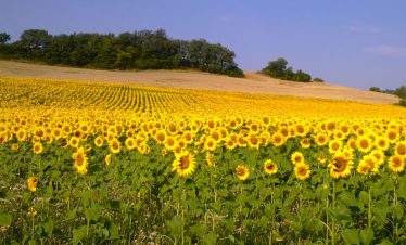 Field of sunflowers in Gascony SW France