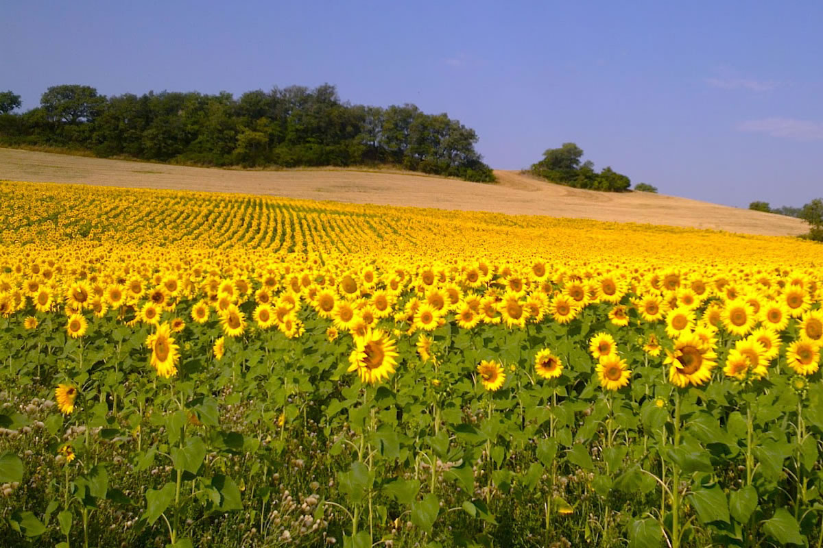 Field of sunflowers in Gascony SW France
