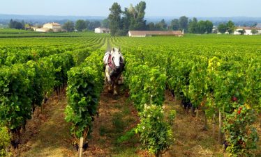 Horse working in the vineyards of Saint Emilion