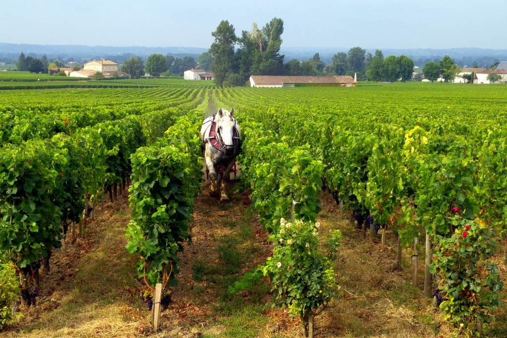 Horse working in the vineyards of Saint Emilion
