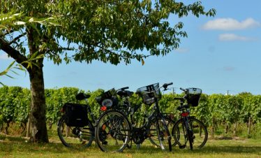 Tour bikes in the Saint Emilion vineyards