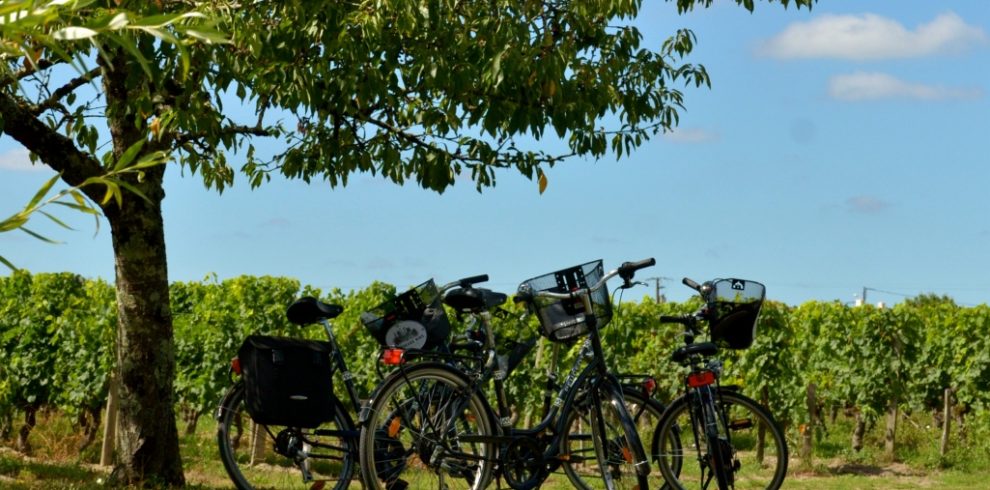 Tour bikes in the Saint Emilion vineyards
